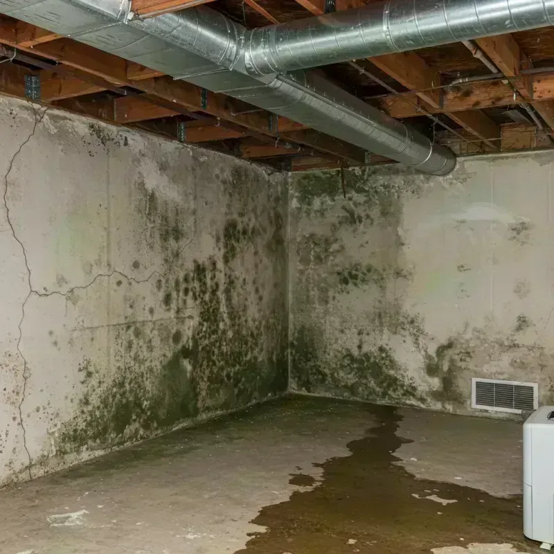 Professional Mold Removal in Welby, CO